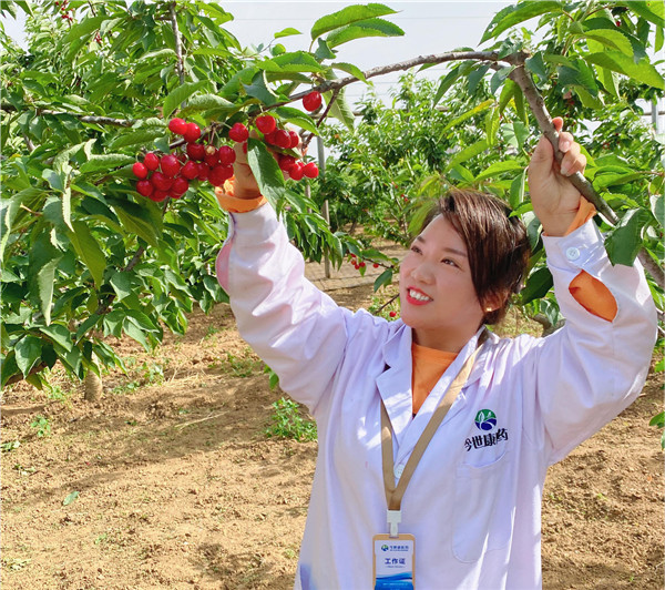 1622512913281485.jpg 今世康公司櫻桃采摘自助燒烤團建活動3.jpg