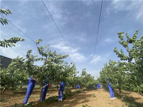 1622512929519495.jpg 今世康公司櫻桃采摘自助燒烤團建活動4.jpg