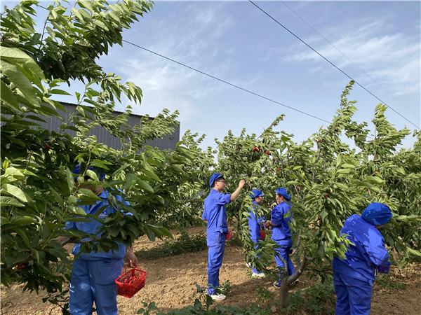 1622512941619954.jpg 今世康公司櫻桃采摘自助燒烤團建活動5.jpg