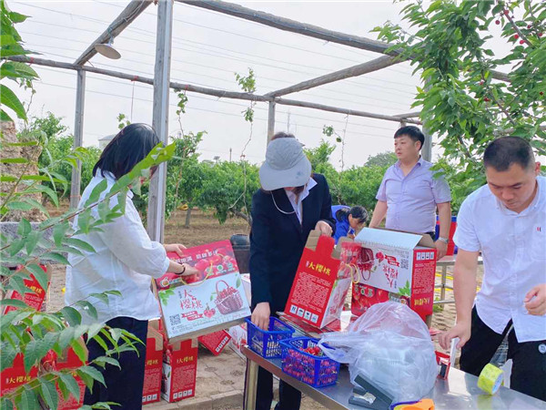 1622512956376616.jpg 今世康公司櫻桃采摘自助燒烤團建活動6.jpg